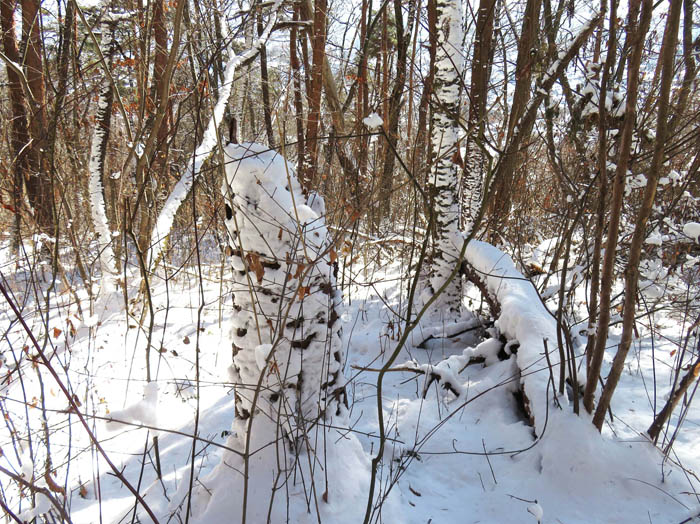 photo：木の幹の雪模様：観音山