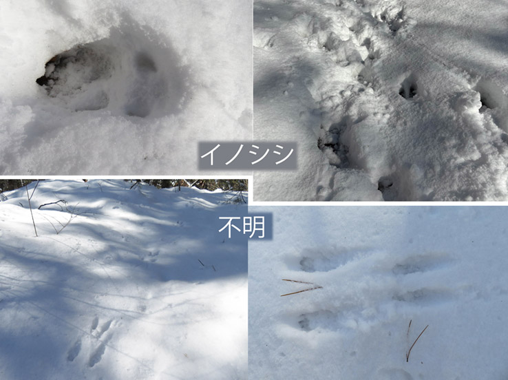 photo：動物の足跡：観音山