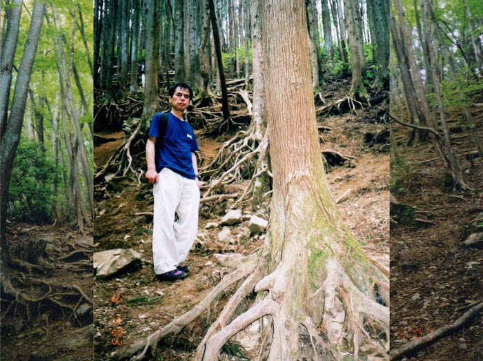 photo：深い森の中を登る：伊豆ヶ岳