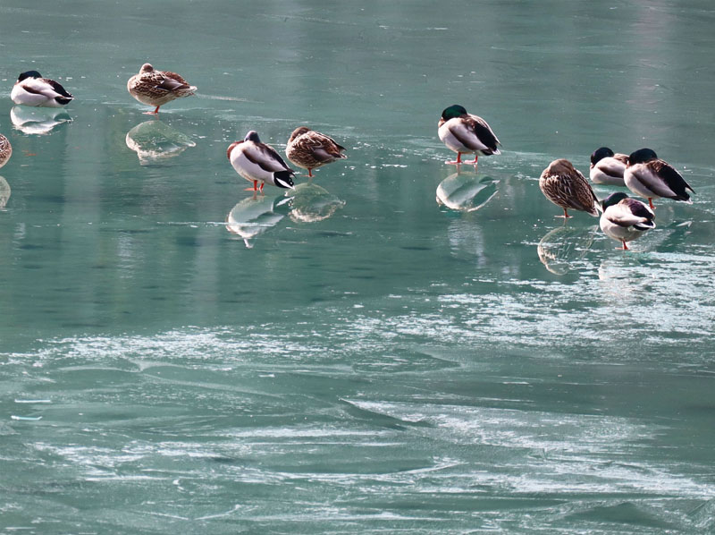 photo：氷上のマガモ：竜ヶ池