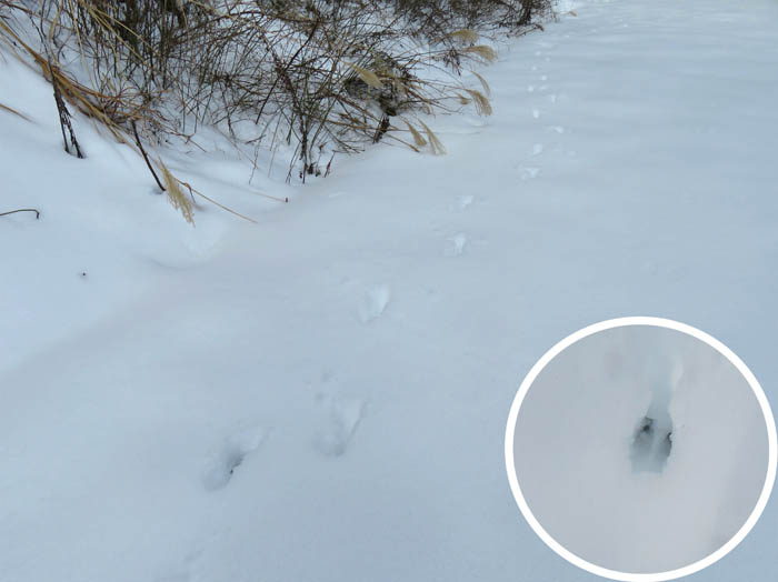photo：深い雪の中を歩いていく足跡：地附山