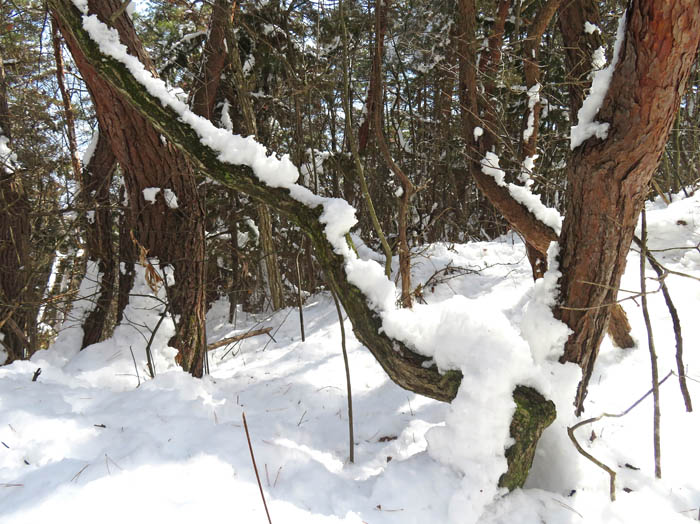 photo：木に残る雪：地附山