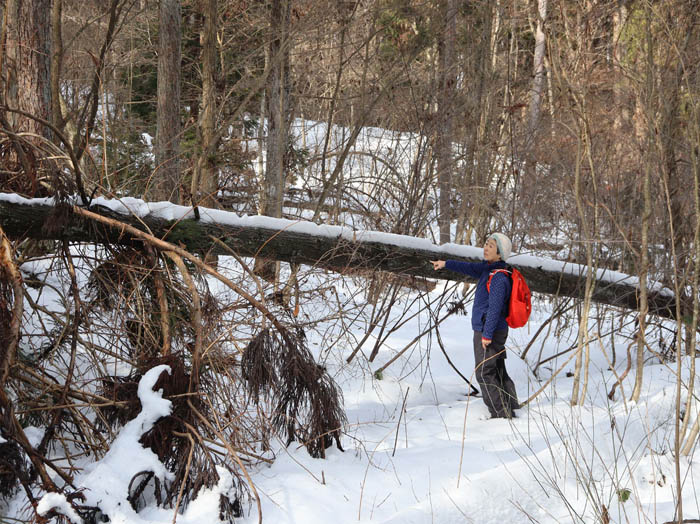photo：大きな木が倒れている森：髻山