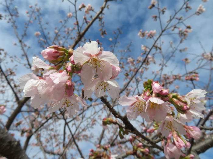 photo：咲き出した玉縄桜
