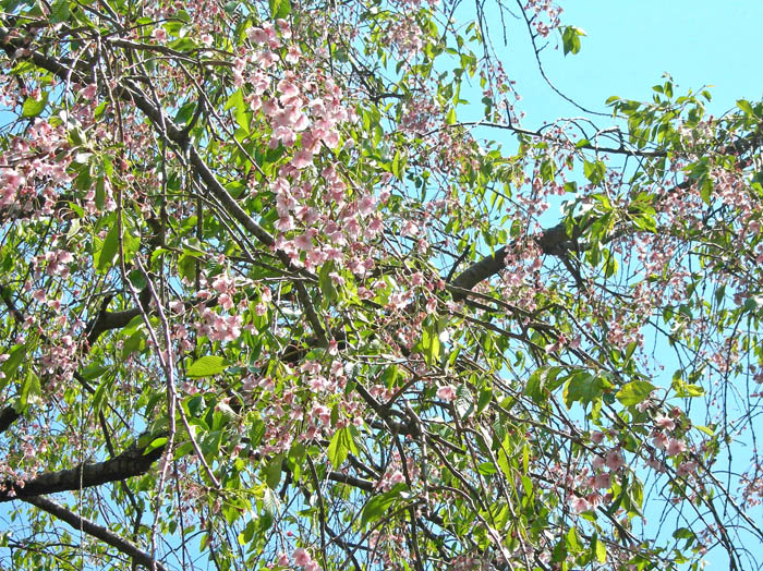 photo：桜が咲いている：箱根