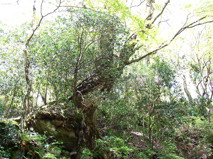 photo：岩の上に乗る巨木：箱根