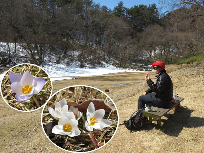 photo：クロッカスの花畑でお昼：茶臼山公園