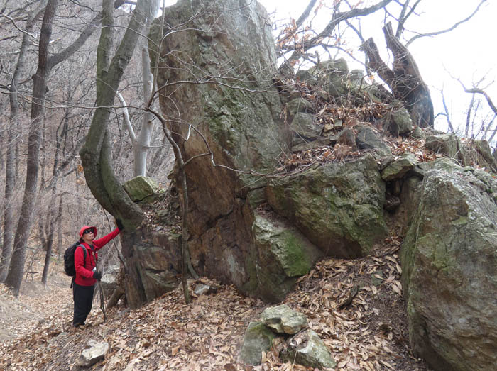 photo：登山道脇の大きな岩：和合城跡