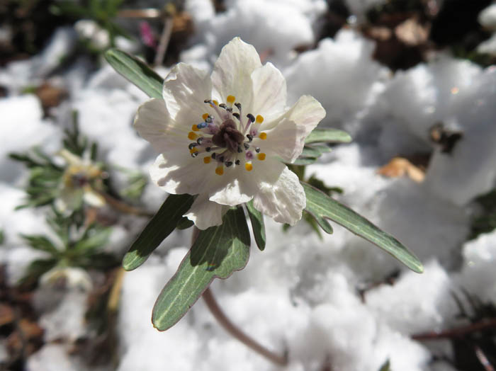 photo：セツブンソウの八重咲き：戸倉群生地