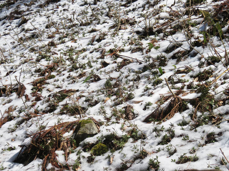 photo：雪の中で満開のセツブンソウ：戸倉群生地