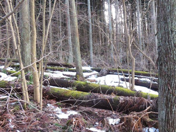 photo：苔むした倒木の森：髻山