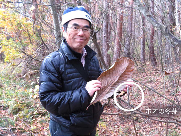 photo・大きなホオの葉っぱ2019.11.16