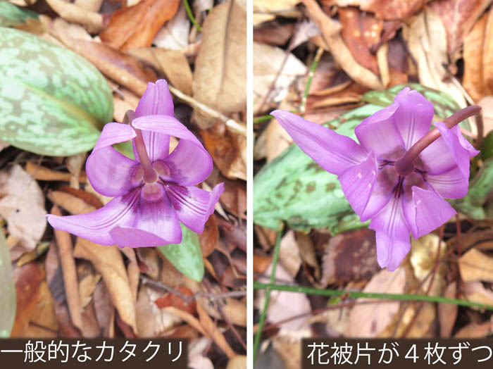 photo：花びらが８枚の花：旭山山麓