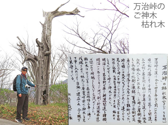 photo：保存されている枯れ木：八王子山