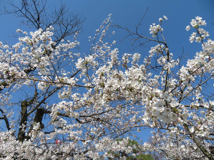 桜：長野市城山公園