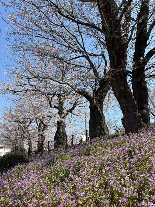 ホトケノザと桜：須坂市臥竜公園