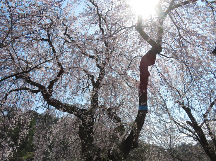 桜：須坂市臥竜公園