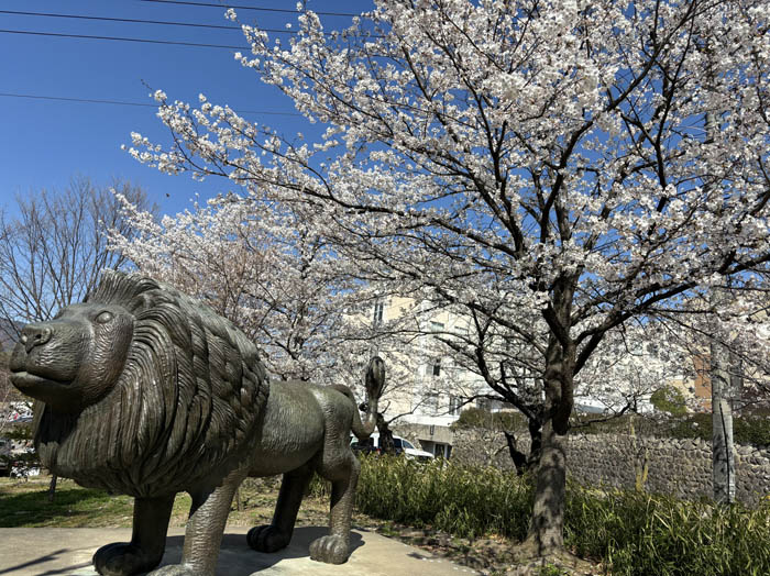 レオと桜：長野市城山公園