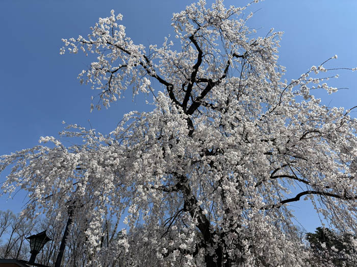 枝垂れ桜：須坂市臥竜公園
