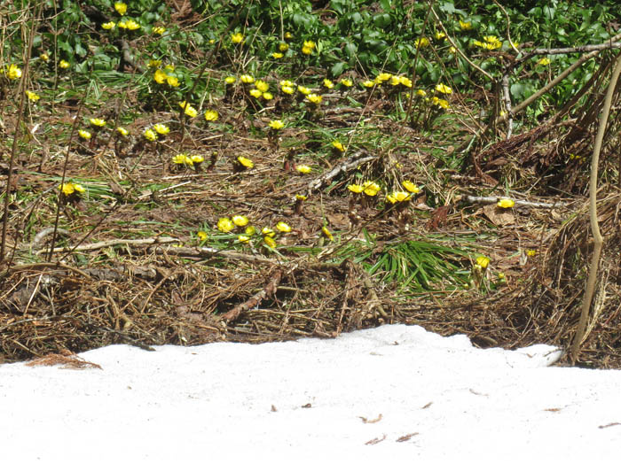photo：雪が溶けたところから咲き始める福寿草：姫川源流