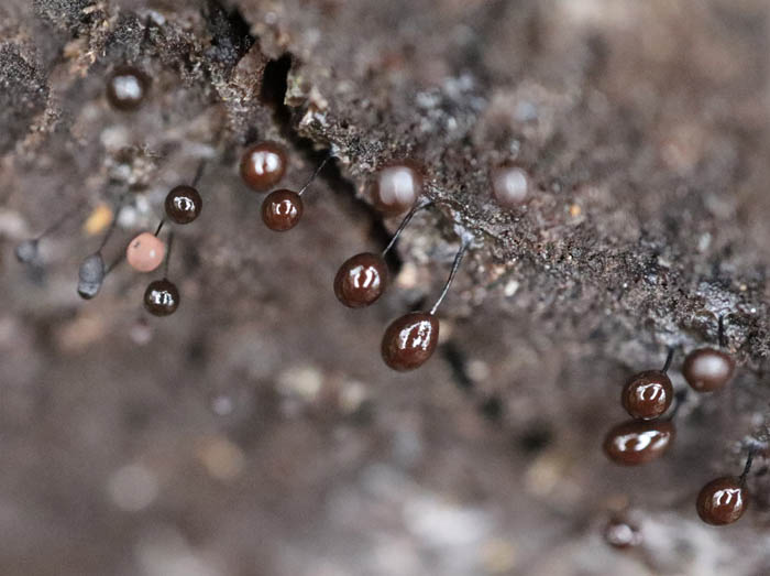 photo：粘菌ヤリカミノケホコリ：大峰山