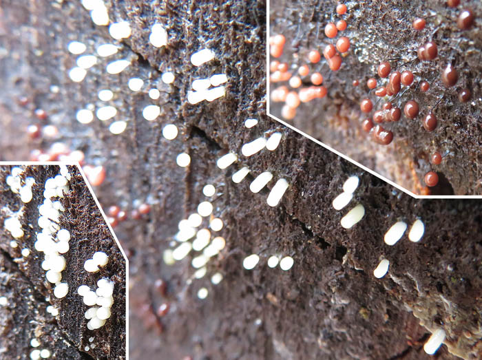 photo：粘菌の始まり：大峰山