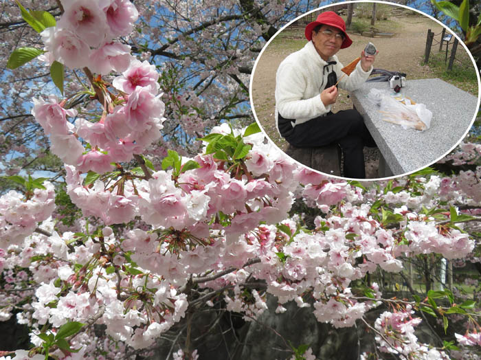 photo：桜（仙台吉野）の下でおにぎり：臥竜山