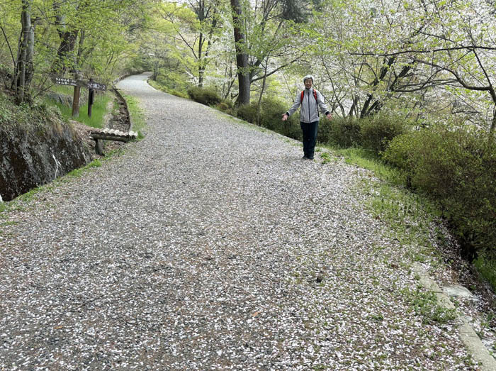 photo：桜の花の絨毯：臥竜山