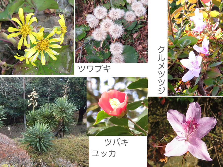 photo・眉山、冬の花