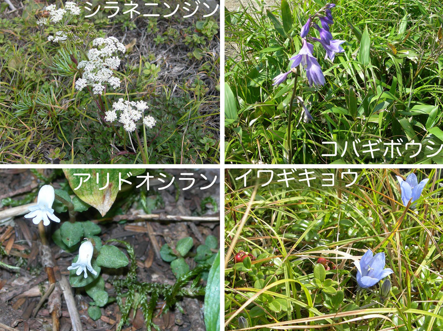 photo：八甲田山の花,シラネニンジン,コバギボシ,アリドウシラン,イワギキョウ