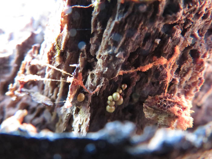 photo：粘菌　ヌカホコリ,ハチノスケホコリ：髻山