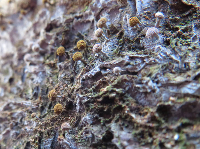 photo：粘菌かカビか（高さ1mm)：髻山