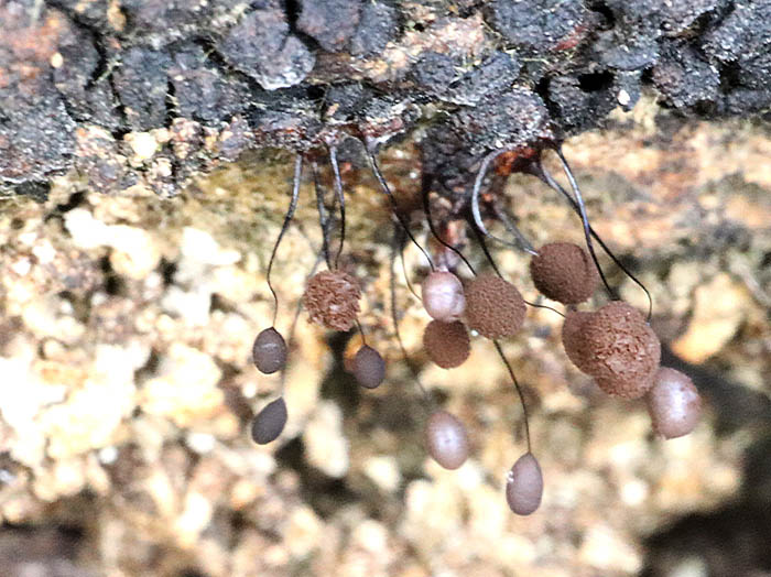 photo：観察中の粘菌：髻山