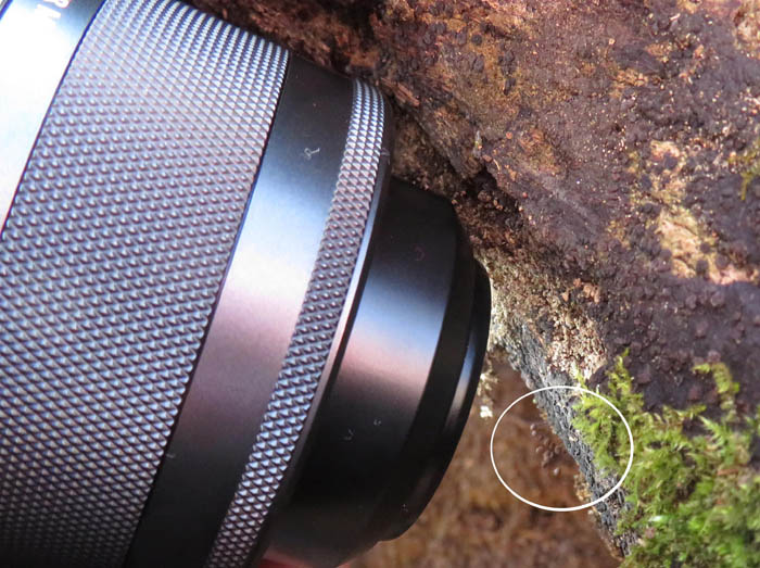 photo：粘菌　こんなに小さいよ：髻山