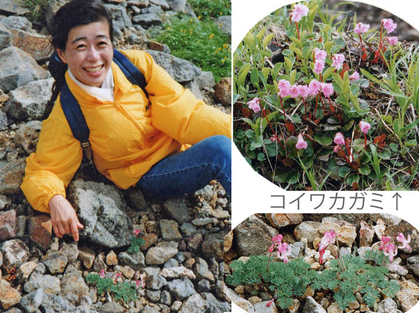 photo：ここだけコマクサが咲いていた：乗鞍岳