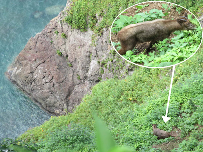 photo・急な崖で食事をするカモシカ