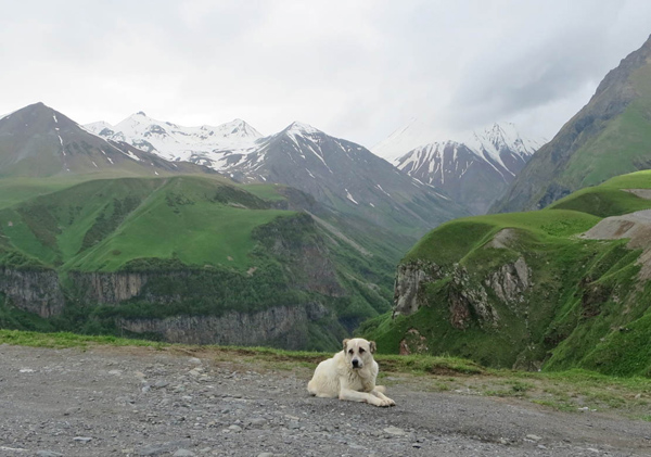 写真62・カズベキ山と犬