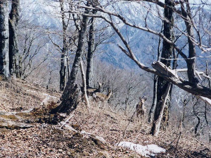 photo：鹿がこっちを見てる：桧洞丸