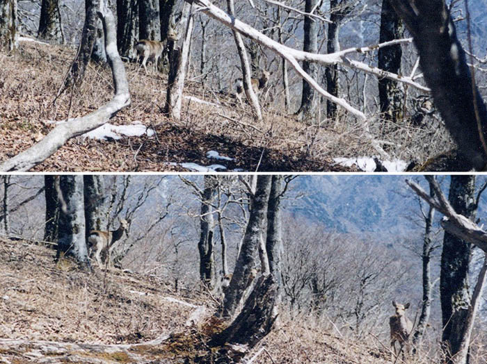 photo：振り返りながら去る鹿たち：桧洞丸