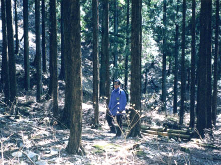 photo：杉の森を越えて：石棚山