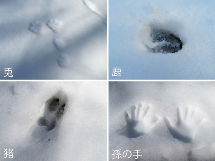 photo：雪の上に残る動物の足跡：地附山