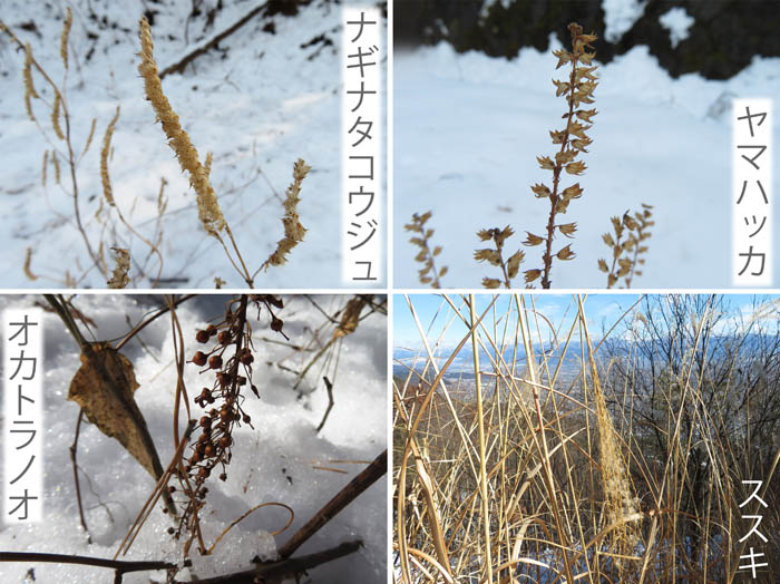 photo：雪の中に残る植物・ナギナタコウジュ,ヤマハッカ,オカトラノオ,ススキ：地附山