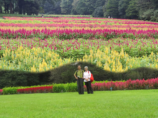 photo：羽毛ケイトウが満開：武蔵丘陵森林公園