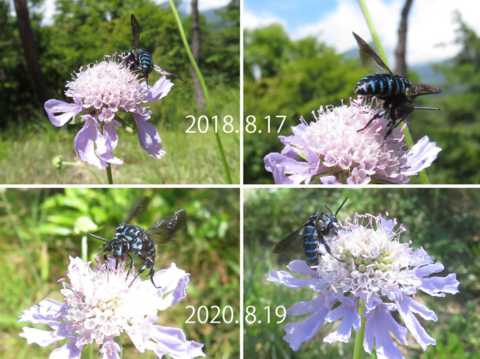 photo ルリモンハナバチ 幸せを呼ぶ青い蜂
