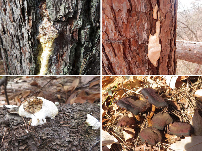 photo 森に生きるキノコ、粘菌