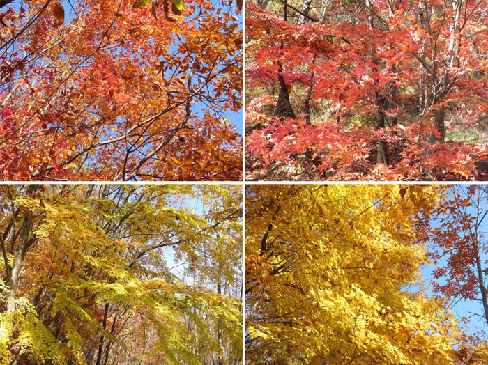 photo　地附山の紅葉、黄葉、秋の色