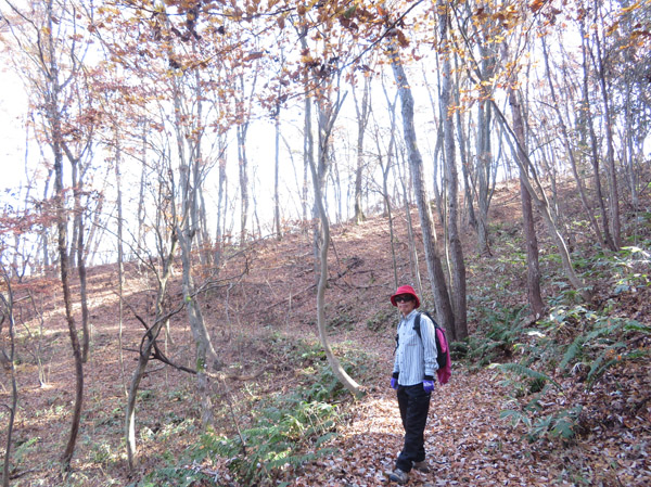 photo　晩秋の森を歩く 茶臼山から一本松