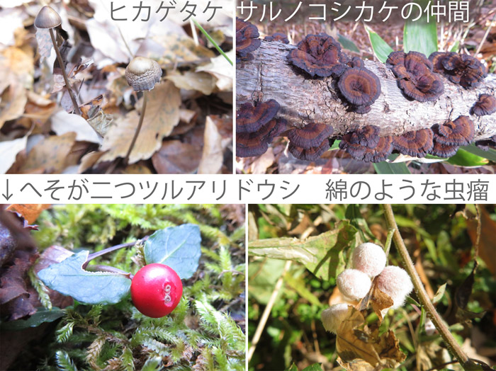 photo　ヒカゲタケ,サルノコシカケ,ツルアリドウシ,虫瘤,美しい自然の妙 茶臼山