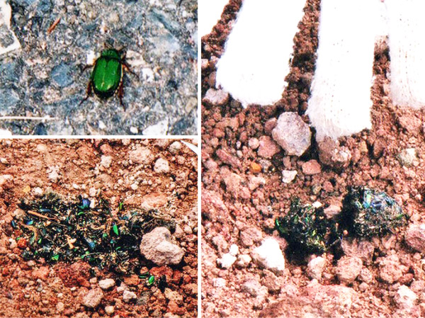 photo 緑光沢の昆虫（左上）と、山頂のフン
