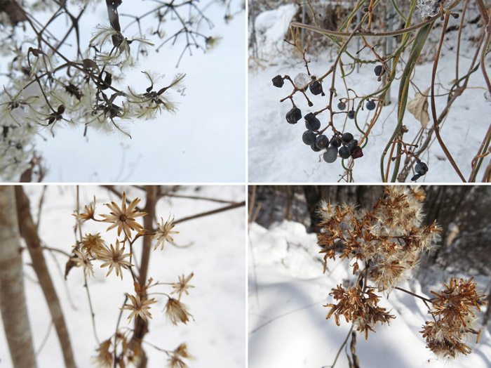 photo　雪の中に植物の実